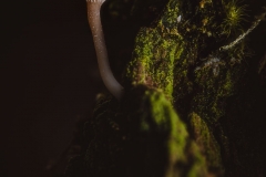 Spring mushrooms