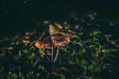 Spring mushrooms