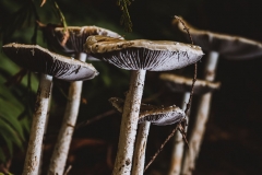 Falls mushrooms