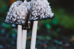 Coprinoid Mushrooms - Inky Caps