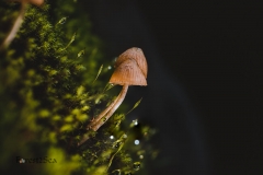 Falls mushrooms