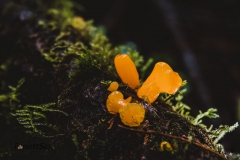 Orange Jelly Spot fungi