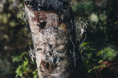 Hair fungus on a rotting stump