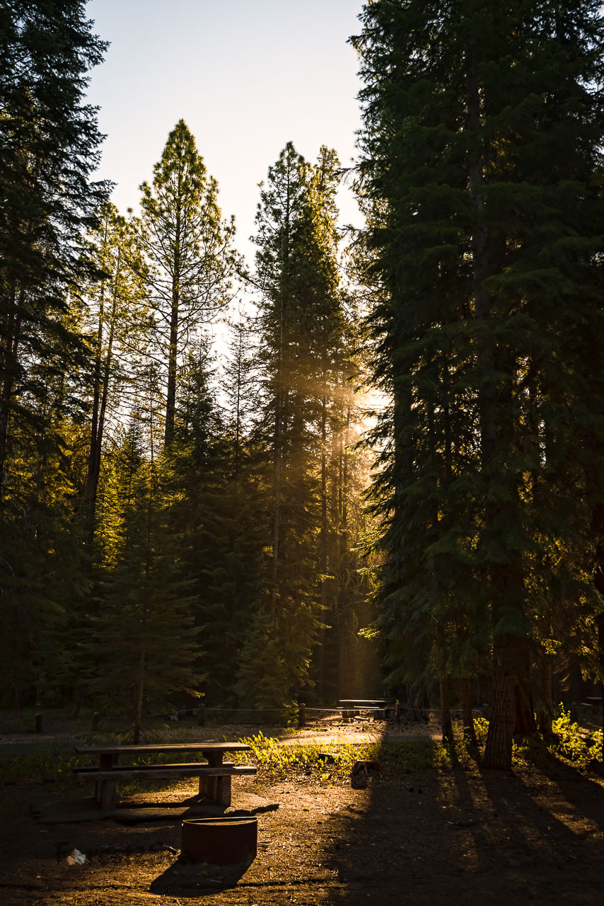 Waking up in camp, glorious morning sunbeams shine through the pine trees at Jackson F Kimball State Park, OR