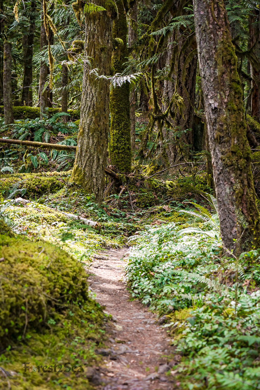 Lower Grey Wolf River, WA