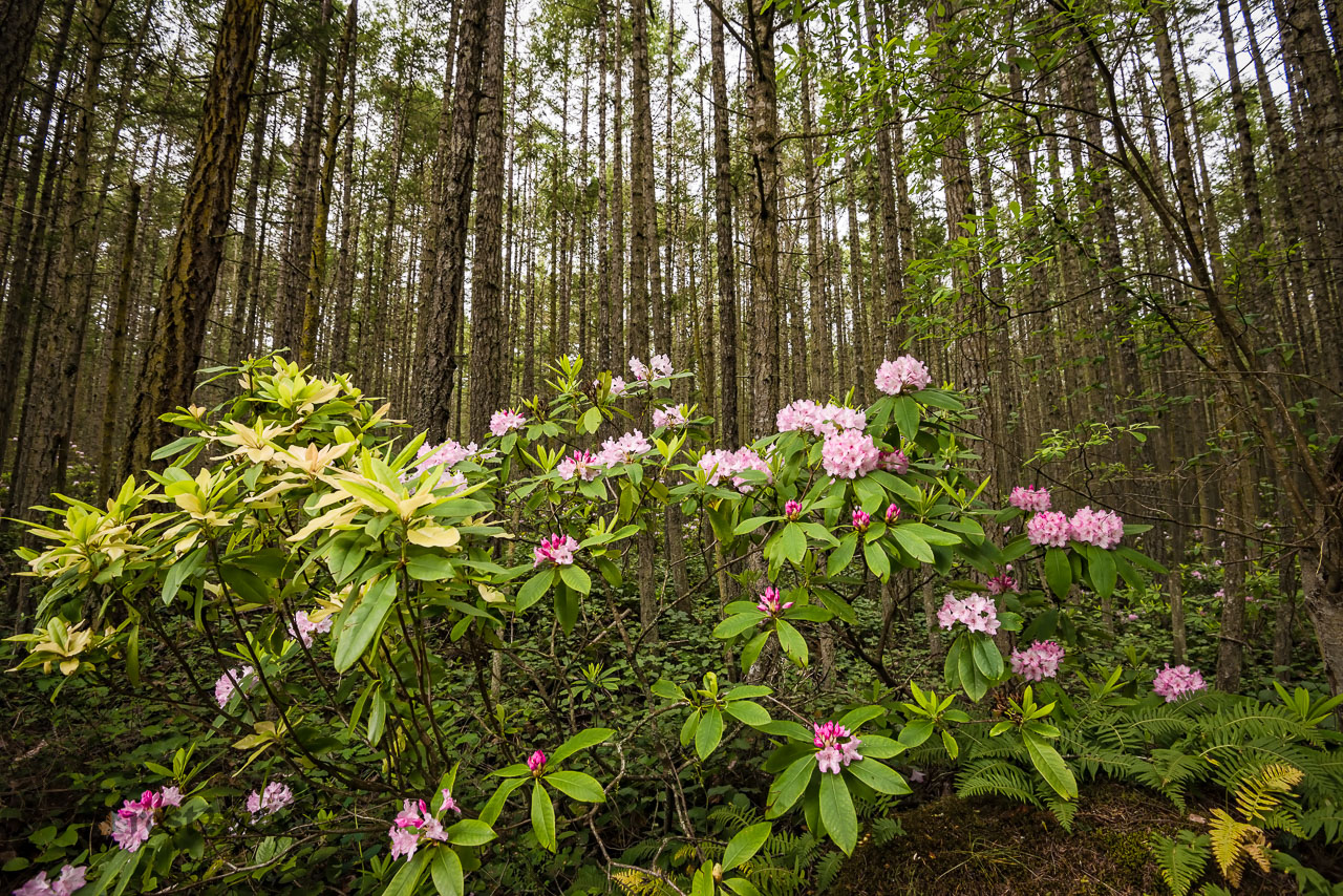 Blooming rhododendron in Port Townsend, WA