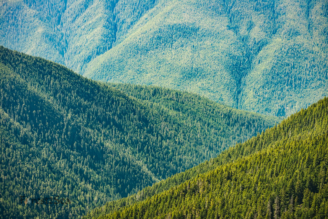 Hurricaine Ridge, Olymipc National Park WA