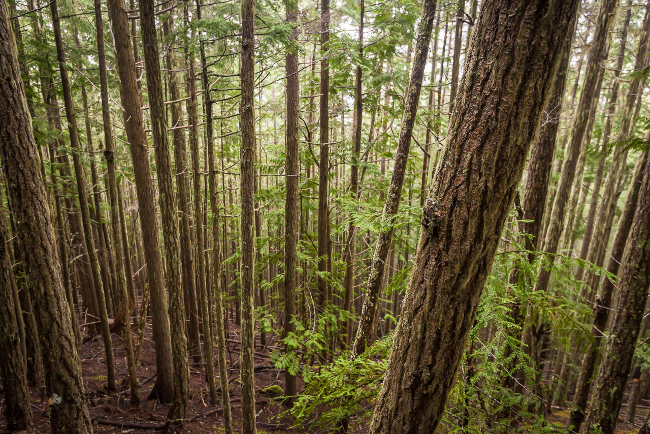Deer Ridge, WA