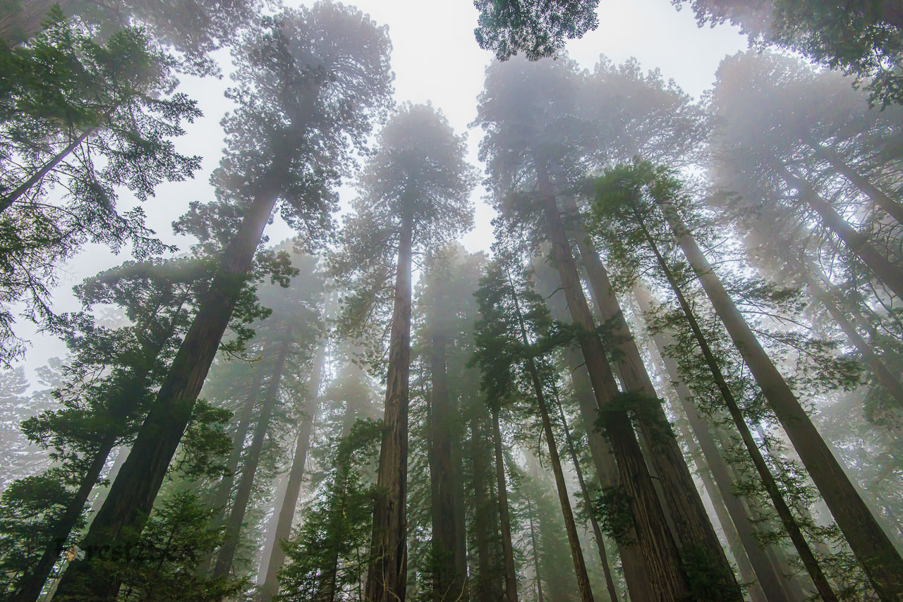 Ancient Giants in the Mist
