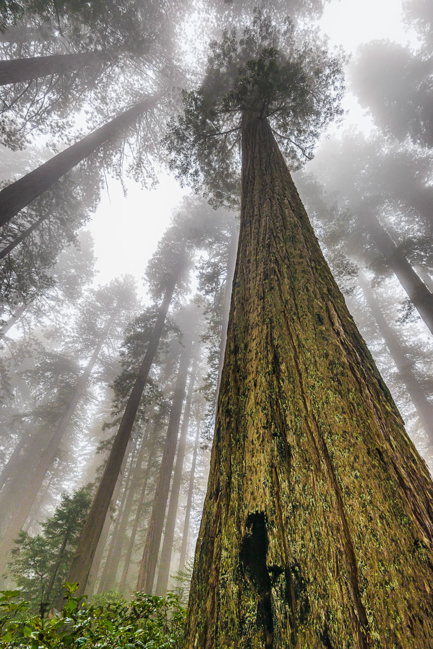 Giants in the Mist
