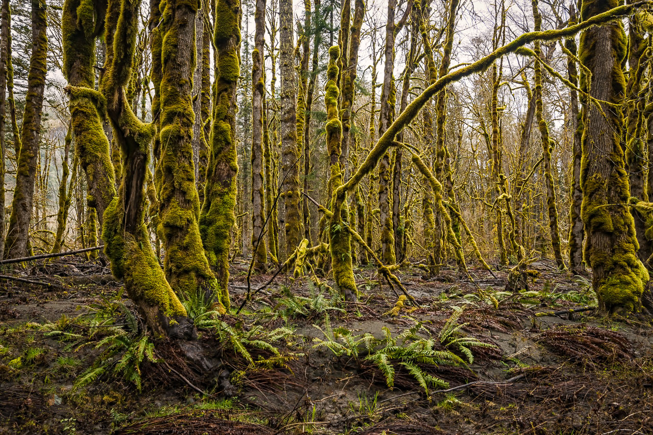 Elwha Valley, Olympic National Park WA