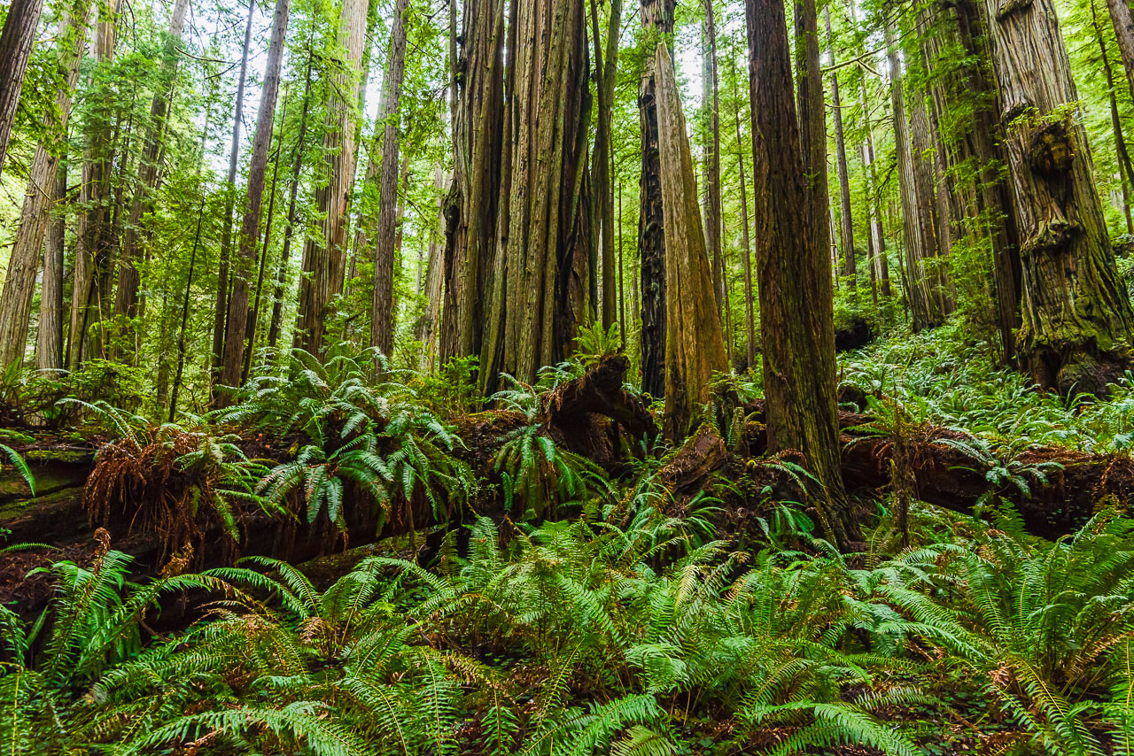 Look for Ewoks