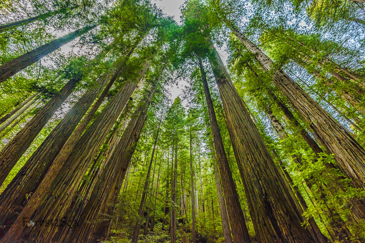 Forest for the Trees
