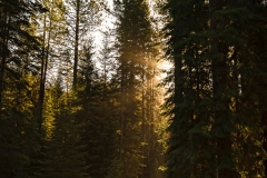 Waking up in camp, glorious morning sunbeams shine through the pine trees at Jackson F Kimball State Park, OR