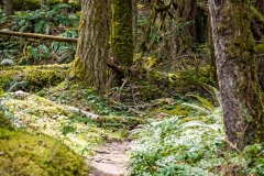 Lower Grey Wolf River, WA
