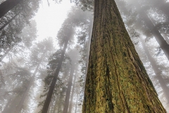Giants in the Mist