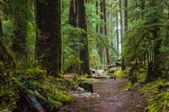 Sol Duc, Olympic National Park