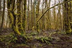 Elwha Valley, Olympic National Park WA