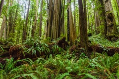Look for Ewoks