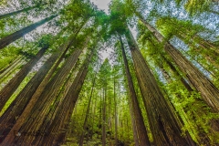 Forest for the Trees