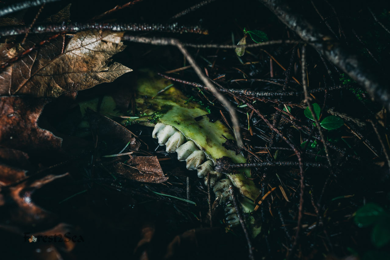 Deer jawbone in the forest