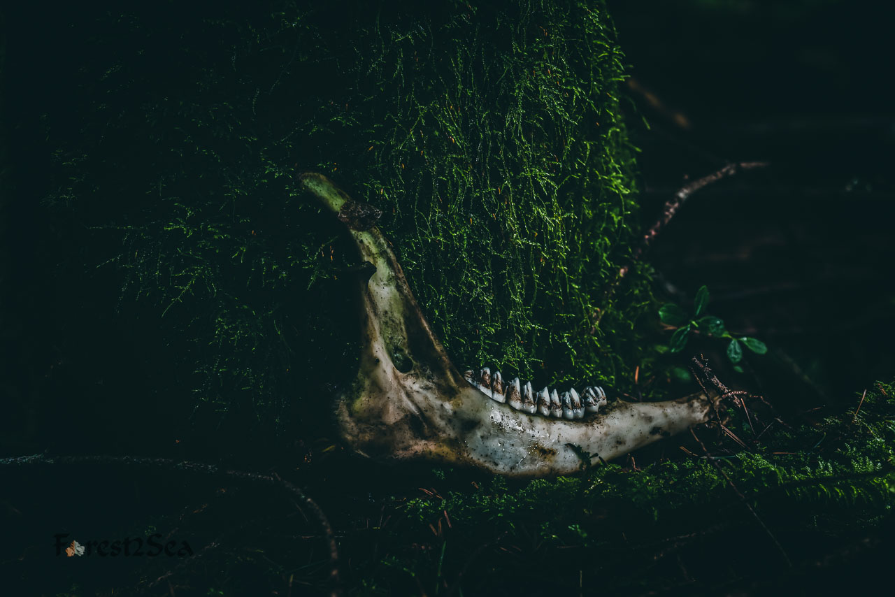 Deer jawbone in the forest