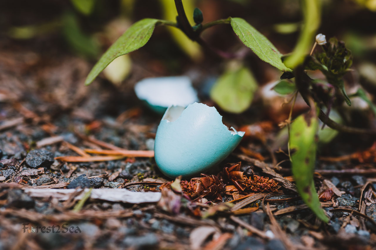Cracked robin's egg on the forest floor