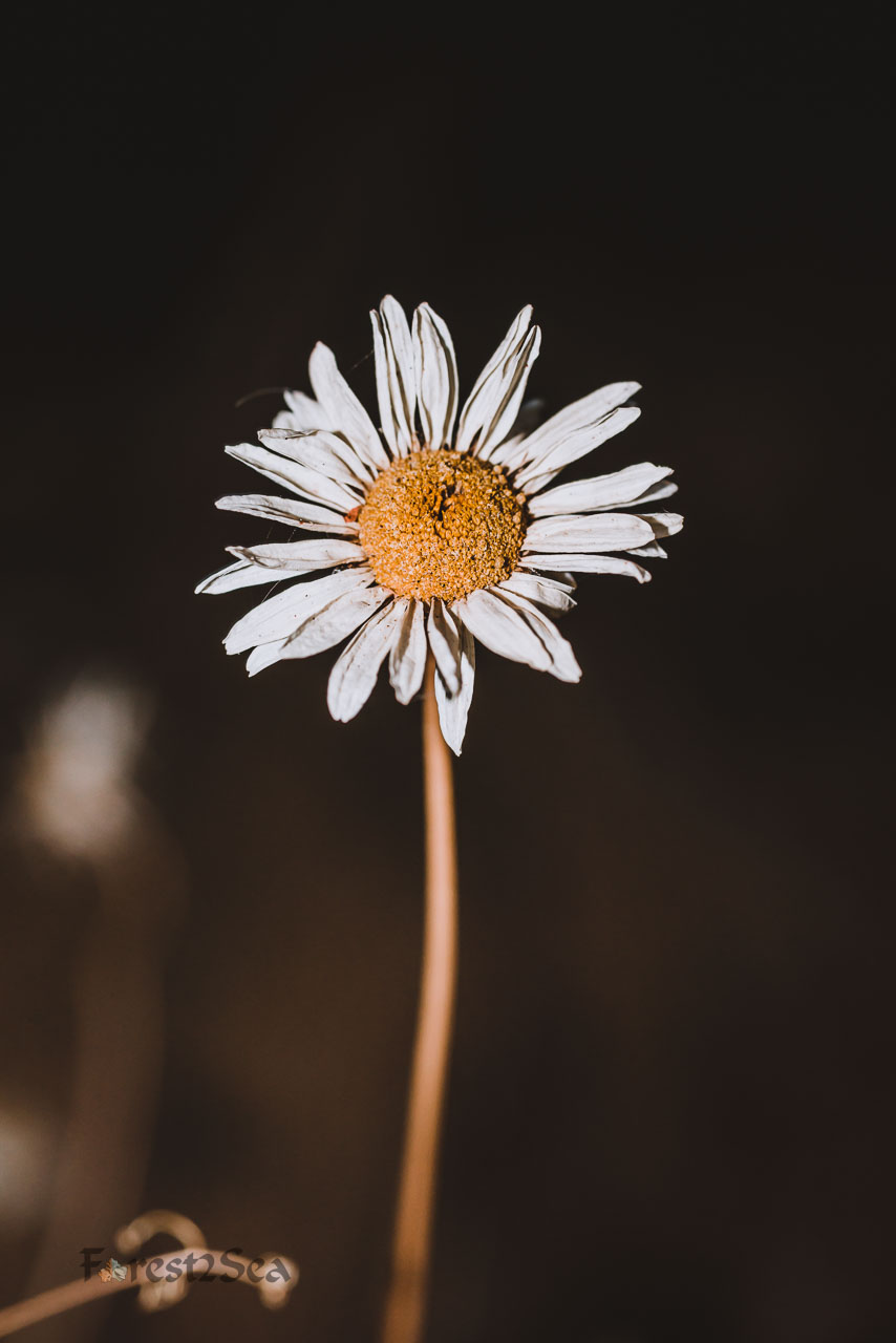 Last beauty of a dying daisy