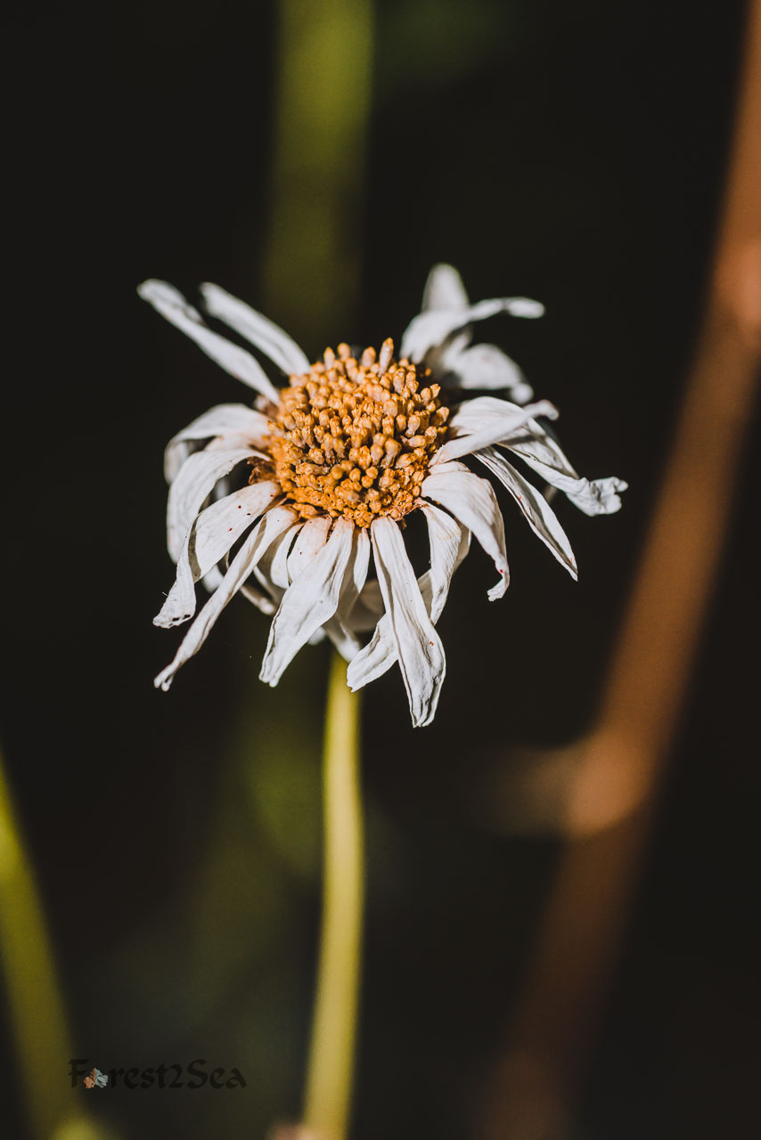 Last beauty of a dying daisy