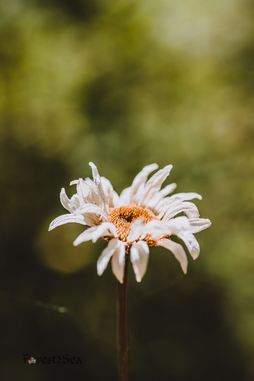 Last beauty of a dying daisy