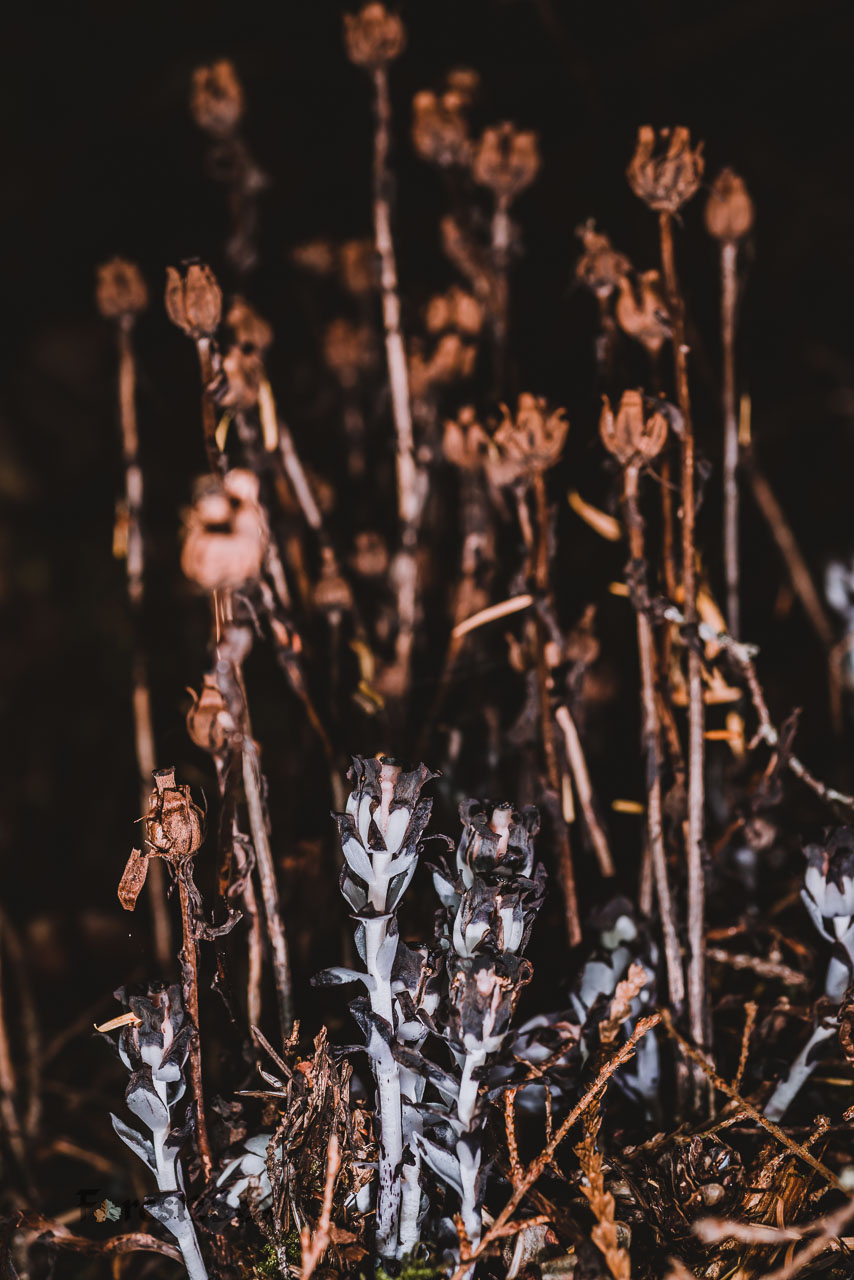 Ghost pipe mushrooms
