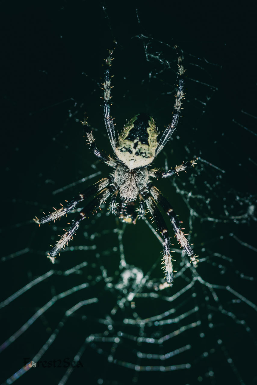 Orb weaver spider