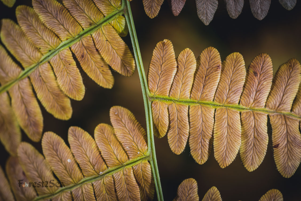 Falls colors on a fiddlehead fern
