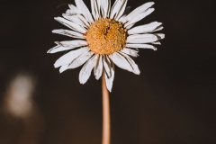 Last beauty of a dying daisy