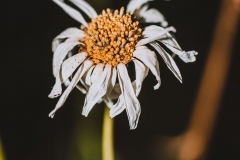 Last beauty of a dying daisy
