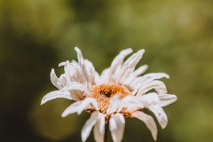 Last beauty of a dying daisy