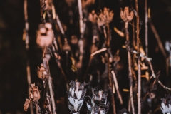 Ghost pipe mushrooms