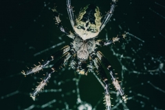 Orb weaver spider