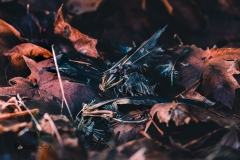 Remains of a perished bird on the forest floor