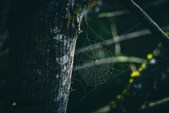 Spooky spiderweb in the trees