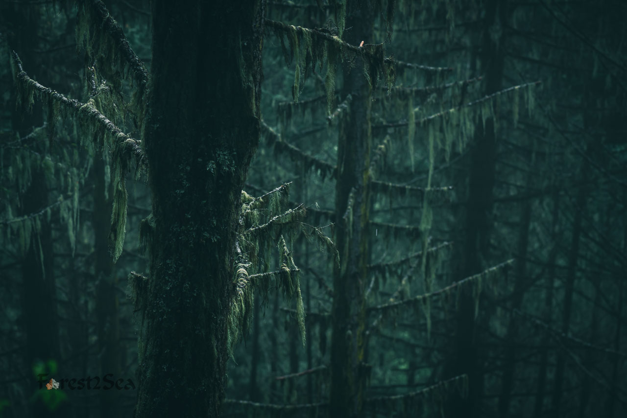 The moss hung like the sails on a ghostly pirate ship.