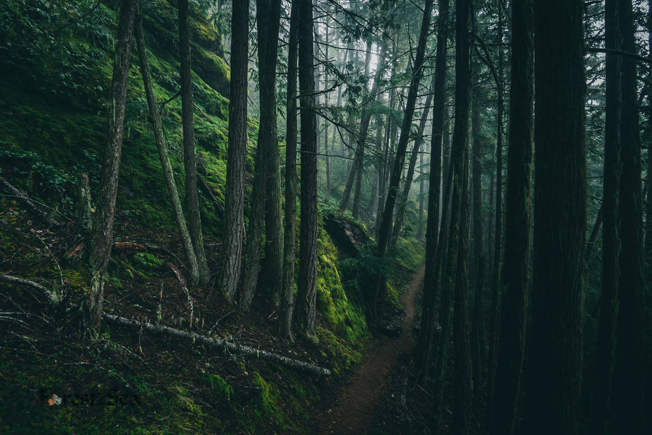 A trail through the dark forest guides us home.