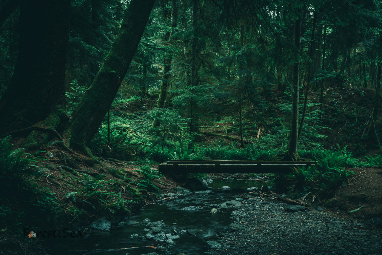Forest Path