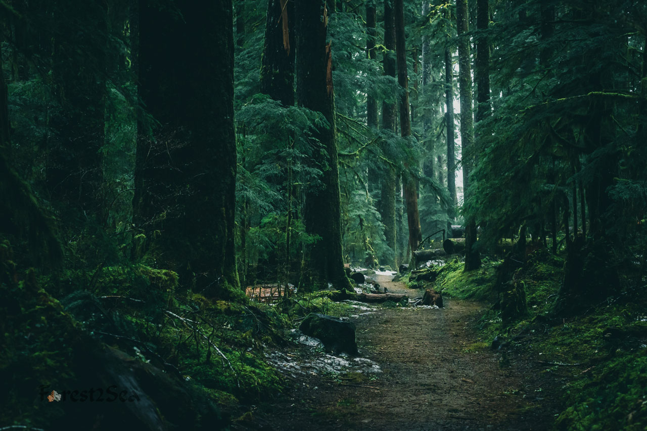 Last remnants of winter in the temperate rainforest