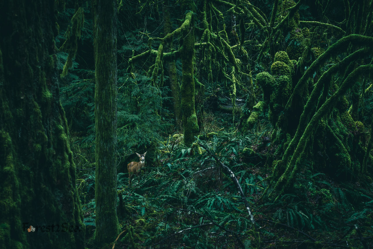 Being observed by a deer in the temperate rainforest