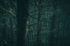 The moss hung like the sails on a ghostly pirate ship.