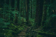 Stepped path through the old growth, temperate rainforest