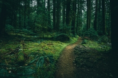 Dirt path carved through the moss in the temperate rainforest