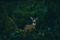 Being observed by a deer in the temperate rainforest