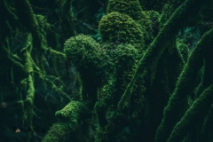 Shapes start to take form out of the moss in the temperate rainforest